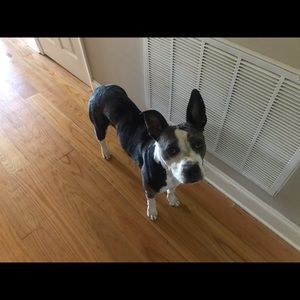 Meet your Posher, Minnie